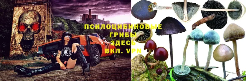 Галлюциногенные грибы мухоморы  где купить наркоту  Кирсанов 